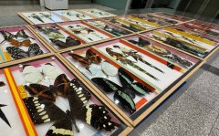 首都机场海关查获入境旅客违规携带蝴蝶“标本